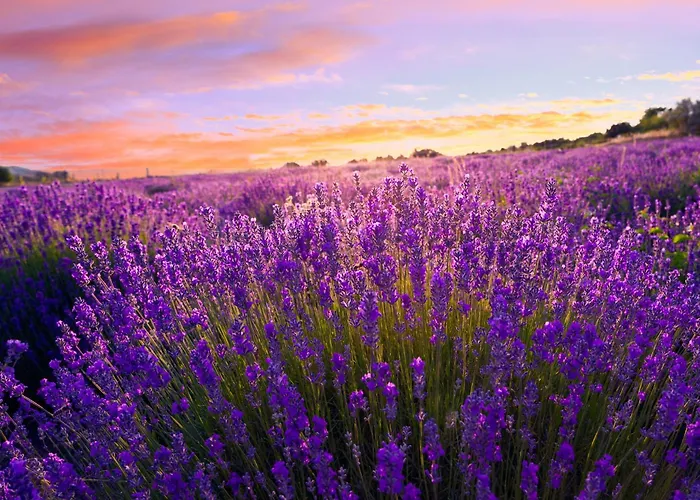 In - Balaton 45812 *